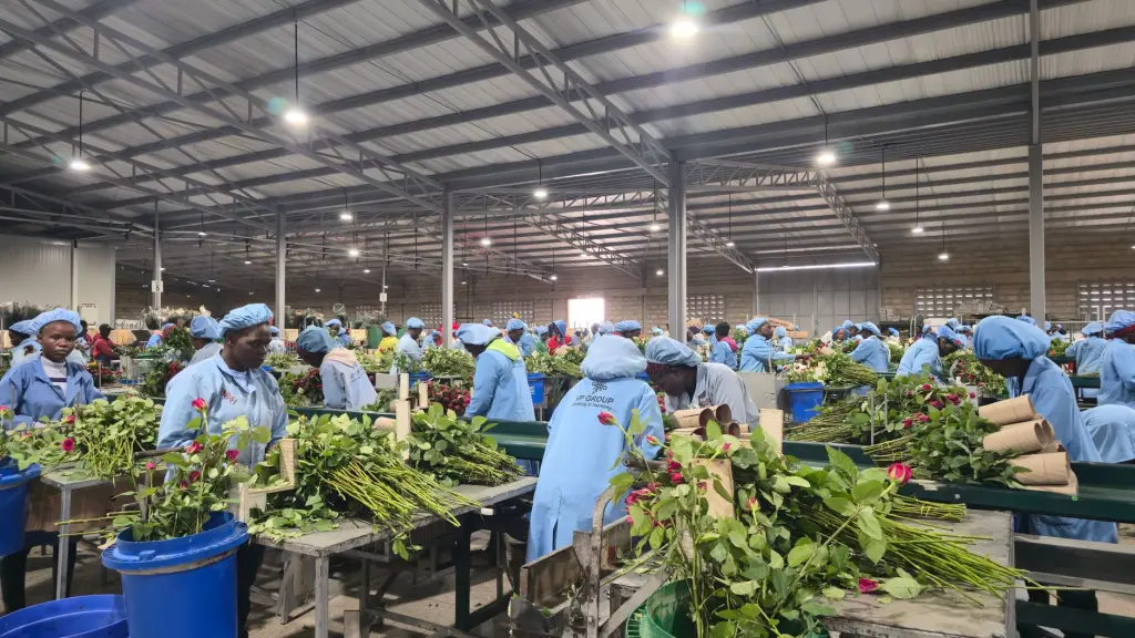植发术后护理与日常养护全周期管理方案设计要点